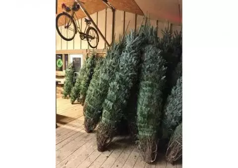 Christmas Trees FOR SALE